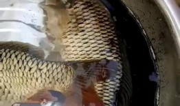 小目鱼最新爆料视频大全,揭秘娱乐圈幕后真相