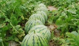 2025最新大瓜爆料,揭秘娱乐圈惊天秘密与幕后真相