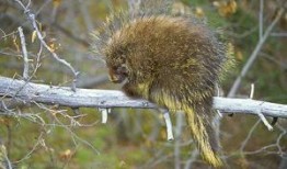 豪猪3.0最新爆料,揭秘科技巨头最新力作背后的秘密与突破